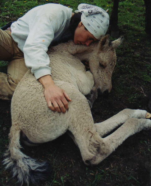 American Bashkir Curly Horse